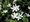 Natlsk vestka - Carissa Macrocarpa