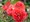 Růže SWEET CHERRY - polyantka, třešňově červená