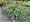 Oechoplodec - Caryopteris cland. FERNDOWN, C 2 l