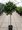 Vavn - bobkov list - stromek, vka 110 - 120 cm