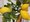 Citronk LIMONE v kvtini P20