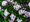 Trojpuk - Deutzia RASPBERRY SUNDAE, C 1,4 l