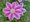 Clematis PINK BEAUTY - rov, C 1,6 l