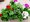 Pelargonie pevisl - plnokvt, K 12