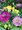 Osteospermum plnokvt, K11