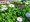 Osteospermum - mix barev