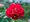 Růže KLERINET - velkokvětá, červená