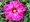Americký velkokvětý ibišek SUMMERIFIC® BERRY AWESOME - sytě růžový