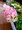 Hortenzie latnat - Hydrangea pan. PINK LADY - blorov