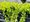 Lysimachia K 11
