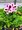 Pelargonie velkokvt - Pelargonium grandiflorum