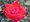 Růže INGRID BERGMAN - velkokvětá, červená