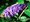 Buddleja davidii SUMMER BIRD MIDNIGHT BLUE - tmav modrofialov