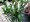 Cesmna  modr - Ilex meserveae HECKENSTAR, C 3 l