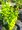 Dil Thunbergv - Berberis thunb. YELLOW BIRD, C 1,4 l