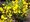 ilimnk Cytisus LUNA - lut, C 2 l