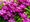 Clematis VILLE DE LYON - syt rov