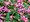 Fuchsie 10pack