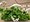 Pelargonie pevisl 10 pack - jednoduch, bl