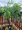 Vrba japonská - Salix integra PENDULA, kmen 120cm, C 5 l