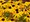 Tapatka ziv - Rudbeckia fulg. GOLDSTRUM