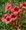 Truba popnav - Campsis radicans FLAMENCO - erven, C 1,6 l