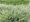 Trs rkosovit - Arundo donax VARIEGATA COMPACT