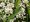 Pryec tezalkovit - Euphorbia hypericifolia SNOW BLIZZARD DOUBLE
