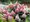 Hortenzie latnatá - Hydrangea paniculata VANILLE FRAISE®, C 5 l