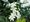Jasmn sambakov - Jasminum sambac