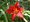 Denivka - Hemerocallis CRIMSON PIRATE - ervenolut