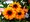 Rudbeckia x hybr. FLAMENCO BRIGHT ORANGE - oranov