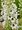Ostroka - Delphinium cul. M.F. WHITE DARK BEE
