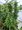 Bean popnav - Hedera helix MINIAT. DAPHNE