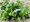 Pelargonie pevisl 10 pack - jednoduch