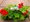 Pelargonie pevisl 10 pack - plnokvt