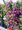 Bougainvillea pyramida, P17