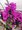 Bougainvillea pyramida, P 14