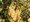 Rybz VERSAILSK BL - keov, bl