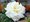 Růže stromková MIDLAND - bílá