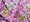 Zmarlika Jidova - Cercis siliquastrum, C 1,5 l