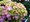 Hortenzie velkolist - Hydrangea ma. PINK EVER BELLES - rov