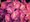 Hortenzie latnatá - Hydrangea paniculata WIM´S RED® - vínová