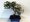Řečík lentišek - Pistacia lentiscus - 7 letá bonsai