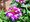 Verbena pevisl velkokvt - fialovobl