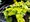 Vrbina penzkov zlat - Lysimachia nummularia Aurea