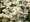 Kopretina - Leucanthemum max. SNOW LADY - bl