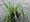 Ostice - Carex oshimensis EVERGOLD