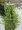 Borovice kle - Pinus mugo PYRAMIDALIS, C 3 l