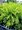 Thuja occidentalis DANICA AUREA, C 2 l